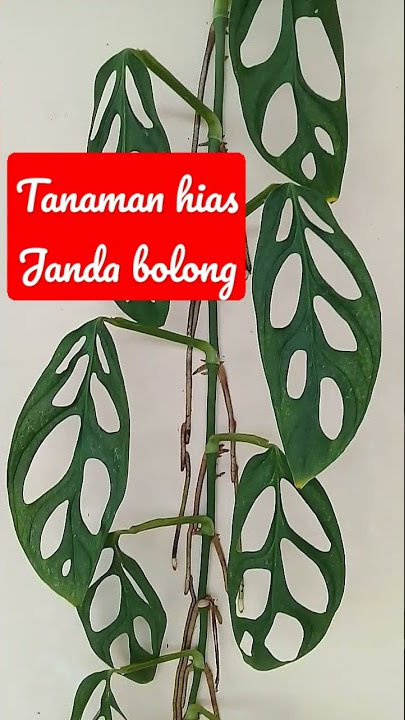 Tanaman hias janda bolong