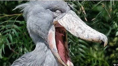 10 STRANGE BIRDS YOU WON