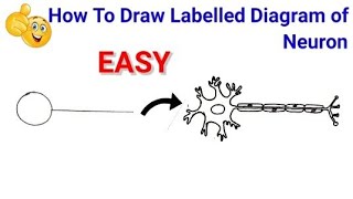 how to draw neuron easy | how to draw labelled diagram of neuron | how to draw diagram of neuron
