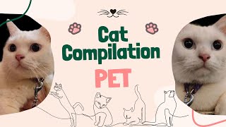 My Pet 'Given' Video Compilation