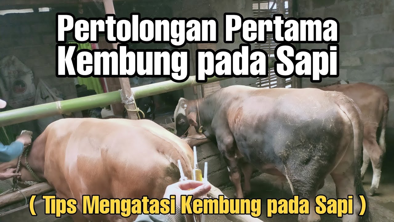 ПЕРВАЯ ПОМОЩЬ ПРИ ВЗДУТИИ ЖИВОТИКА. (СОВЕТЫ ПО ЛЕЧЕНИЮ ВЗДУТИЯ ЖИВОТИКА У КРУПНОГО РОГАТОГО СКОТА)