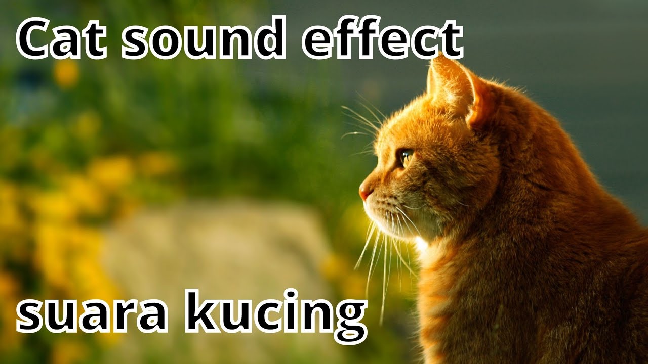 CAT SOUND EFFECT SUARA KUCING SUARA BINATANG - YouTube