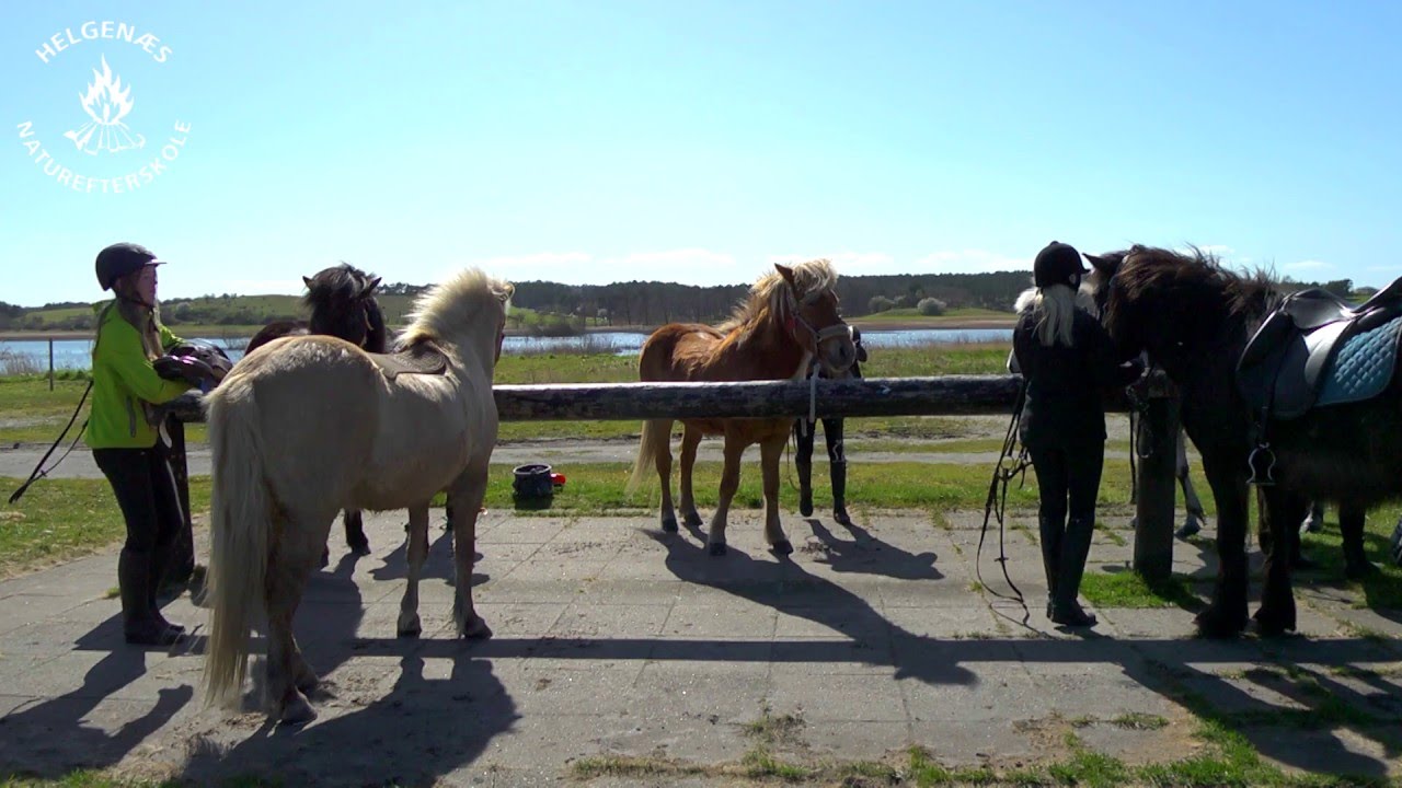 Efterskole med Islandske heste