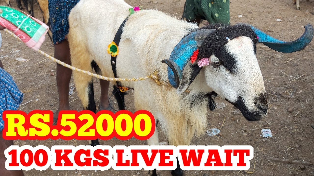 BIGGEST SHEEP BAKRA MANDI GUDUR