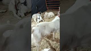 'Yeh koi aam bakray nahi...#NasliBakray#Fa#Dk#Bg#Bg#Sa#Ql#Bm#Hy#Bs#Ty#De#Pa#Be#Br#fy #fy #fy#cow