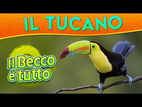 Video: Uccello Tucano: habitat, foto e descrizione