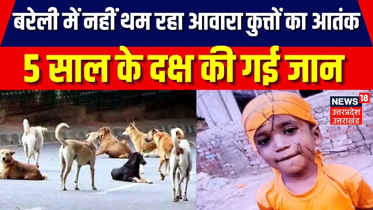 Bareilly Dog Attack: बरेली में नहीं थम रहा आवारा कुत्तों का आतंक, 5 साल के दक्ष की गई जान।Breaking