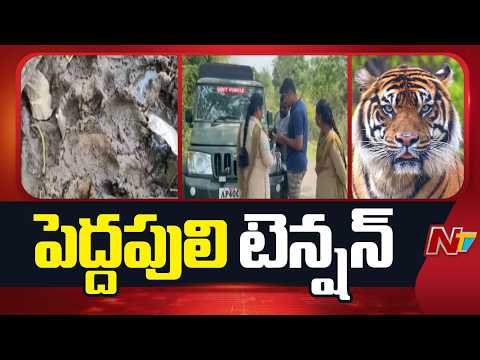 Tiger Tension in Polavaram Dist | NTV Telugu - NTVTELUGU