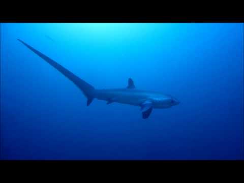 Vidéo: Plongée Avec Les Requins-renards Aux Philippines - Réseau Matador