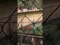 আলিপুর চিড়িয়াখানা থেকে বাঘ দর্শন
