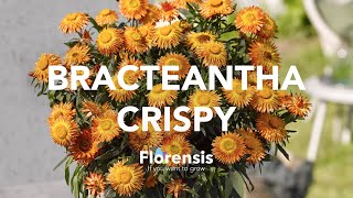 Florensis | Bracteantha Crispy