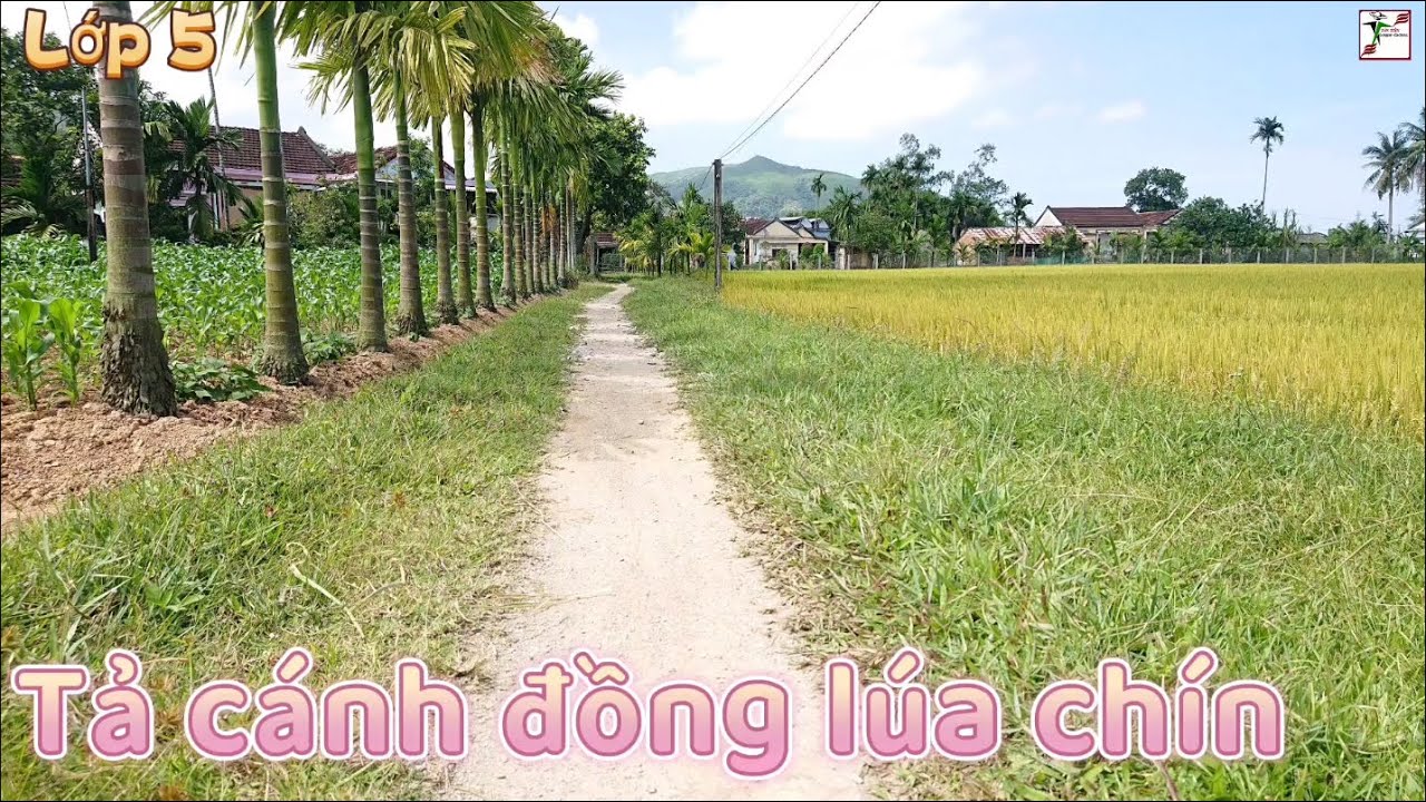 Tả cánh đồng lúa chín - Tập làm văn lớp 5 | Mẫu văn 1 - YouTube