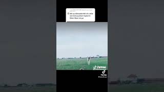 Tiktok Kısa Kangal Videoları