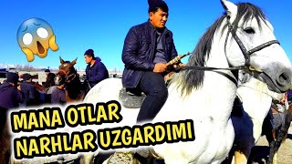 BEGABOT OT BOZORI NARHLARI UZGARDIMI UZIZ KURING.20.11.21 #otlar#uloq#otbozor#chorva#kurash#horses#