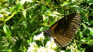 Samsung WB2000 Full HD Movie Sample #3 (Macro, Butteffly)