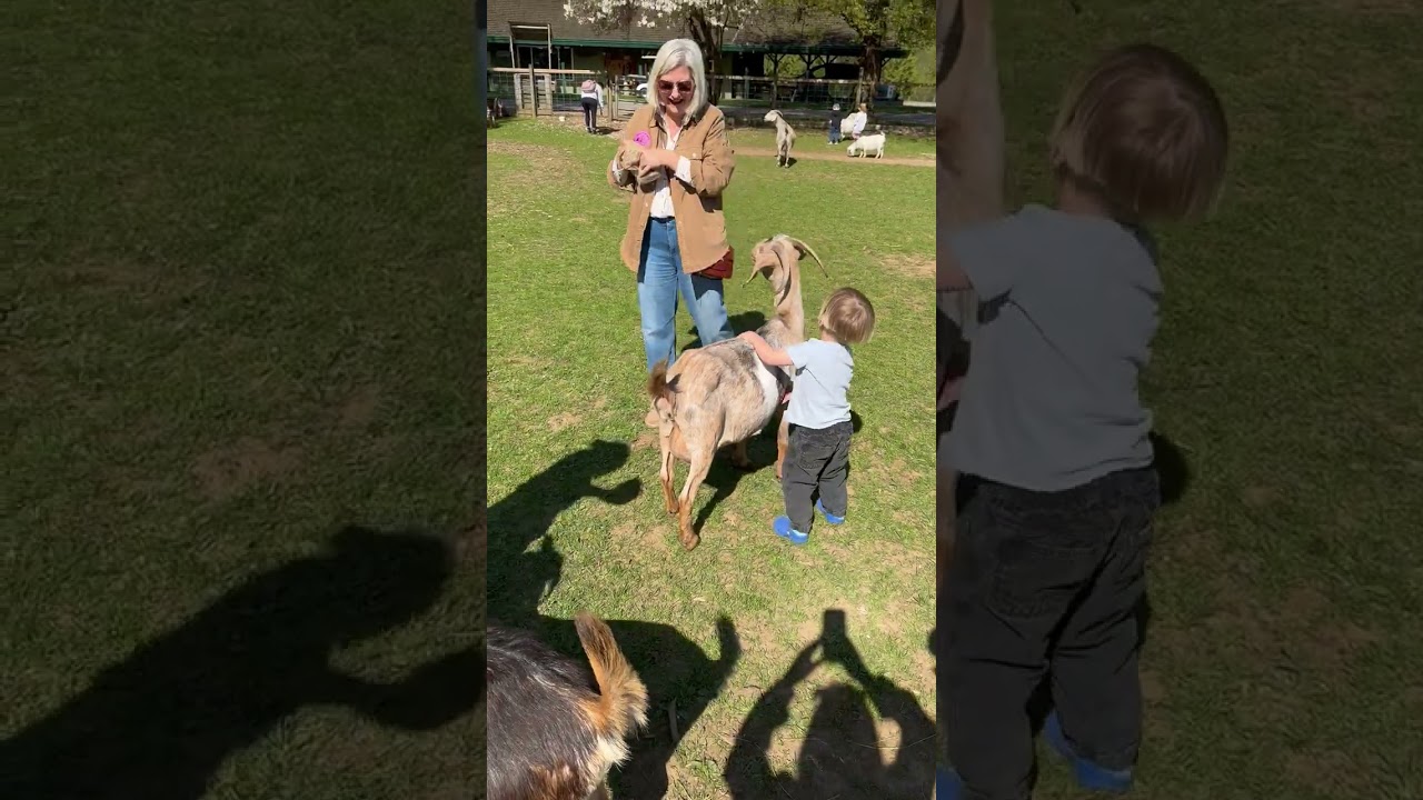 Woman feeds goats at petting zoo then one charges into the other causing him to fall on little girl