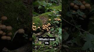 fungi photography what i see vs the camera #photos #macroperfection #fungiphotography #fungi #fungal