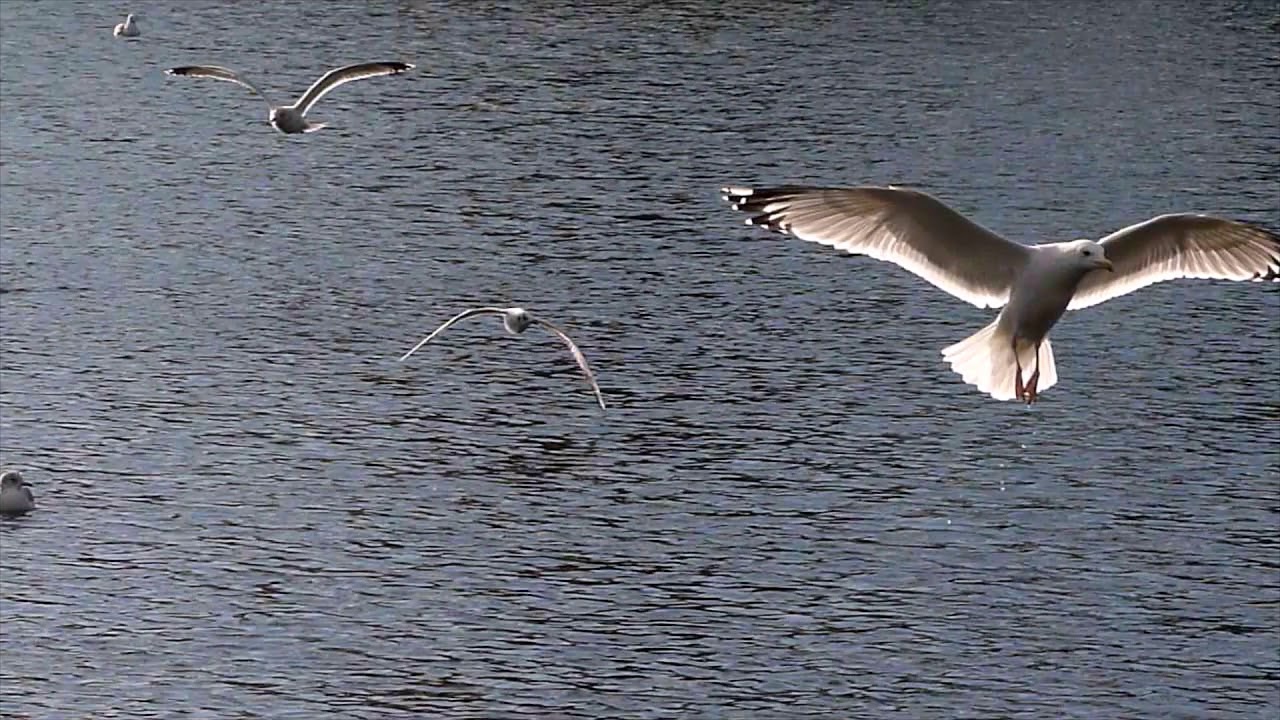 Birding UK (Caspian Gull December 2019) 