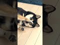 7月なのに早くも夏バテする豆柴の琥珀#shorts