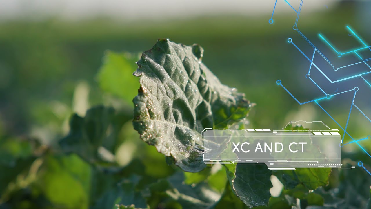 Pacific Seeds Stacked Canola