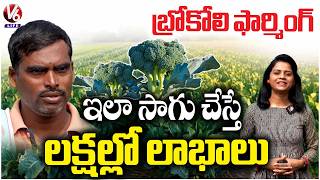 How to Start Broccoli Farming, Detailed Guide : Investment, Pest Control &amp; Marketing Tips | V6 Life