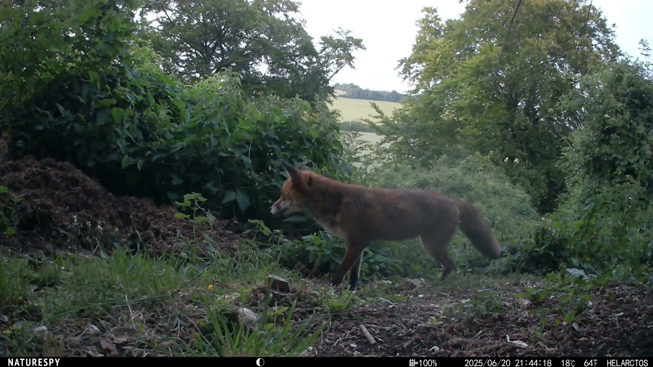 The Secret Life of Beechfields - June 2025