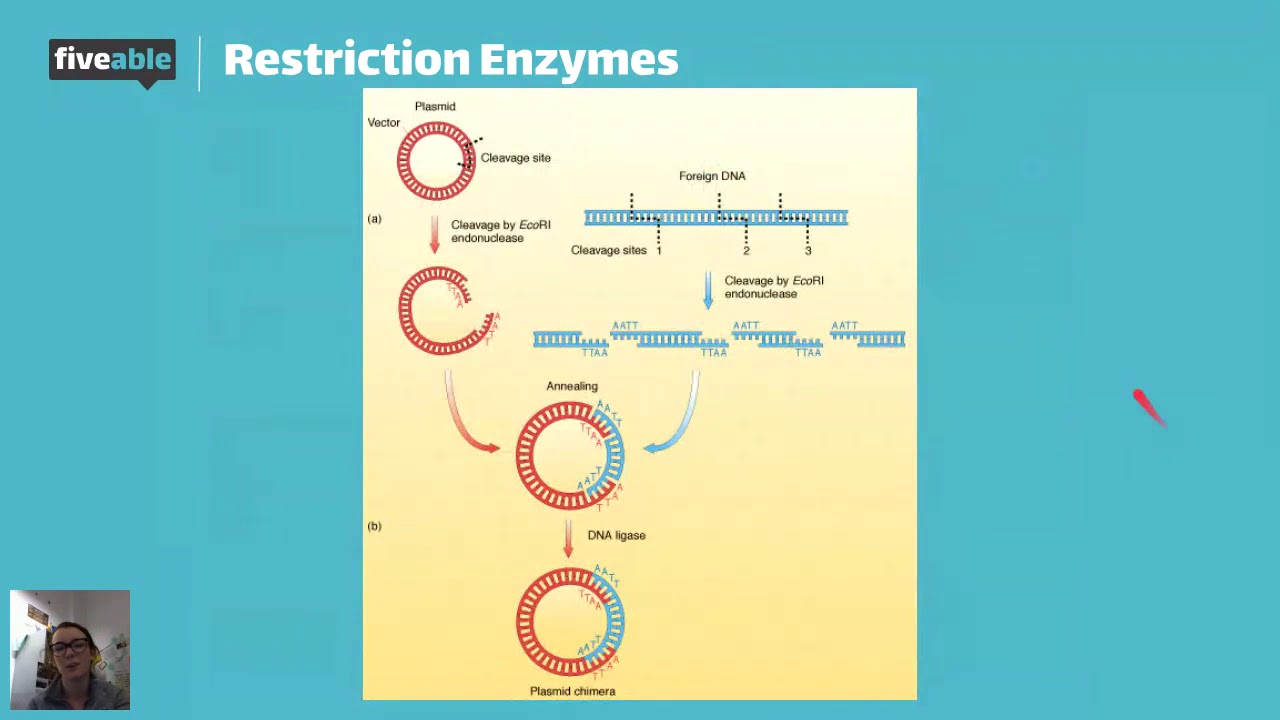 AP Bio Biotechnology YouTube