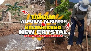 Tanam alpukat Aligator,Kelengkeng New Kristal,Bermacam Durian Di Joglo Durian AW‼