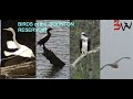 Birds of the boonton reservoir part 1
