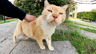 ムスッとした顔の老猫をナデナデしたら目を細めて喜んでくれた