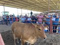 RGV Beef 706 Fed Cattle July  9 2022