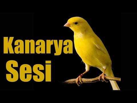 Kanarya Ötüşü Sesi Dinlet