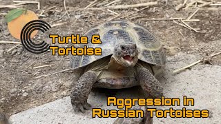 Aggression In Russian Tortoises