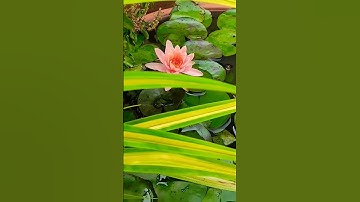 Thumbnail of water lily bloom in my home pond ll nature beauty ll most beautifull flower in the world