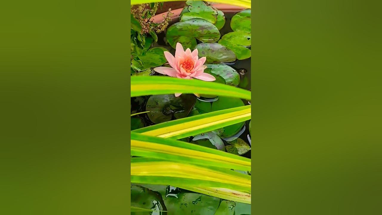 water lily bloom in my home pond ll nature beauty ll most beautifull flower in the world