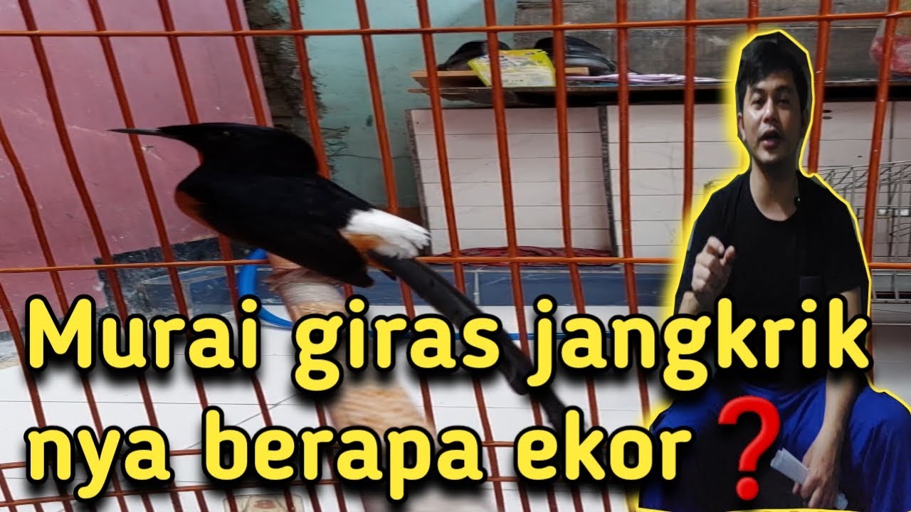 Murai giras berapa jangkrik nya❓️