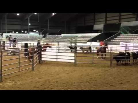 Ranch sorting Houston livestock show
