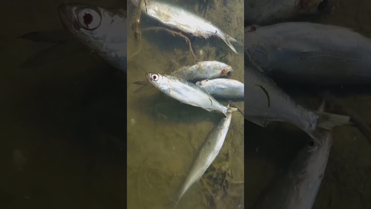 It took years to figure out the cause behind this mysterious disease.