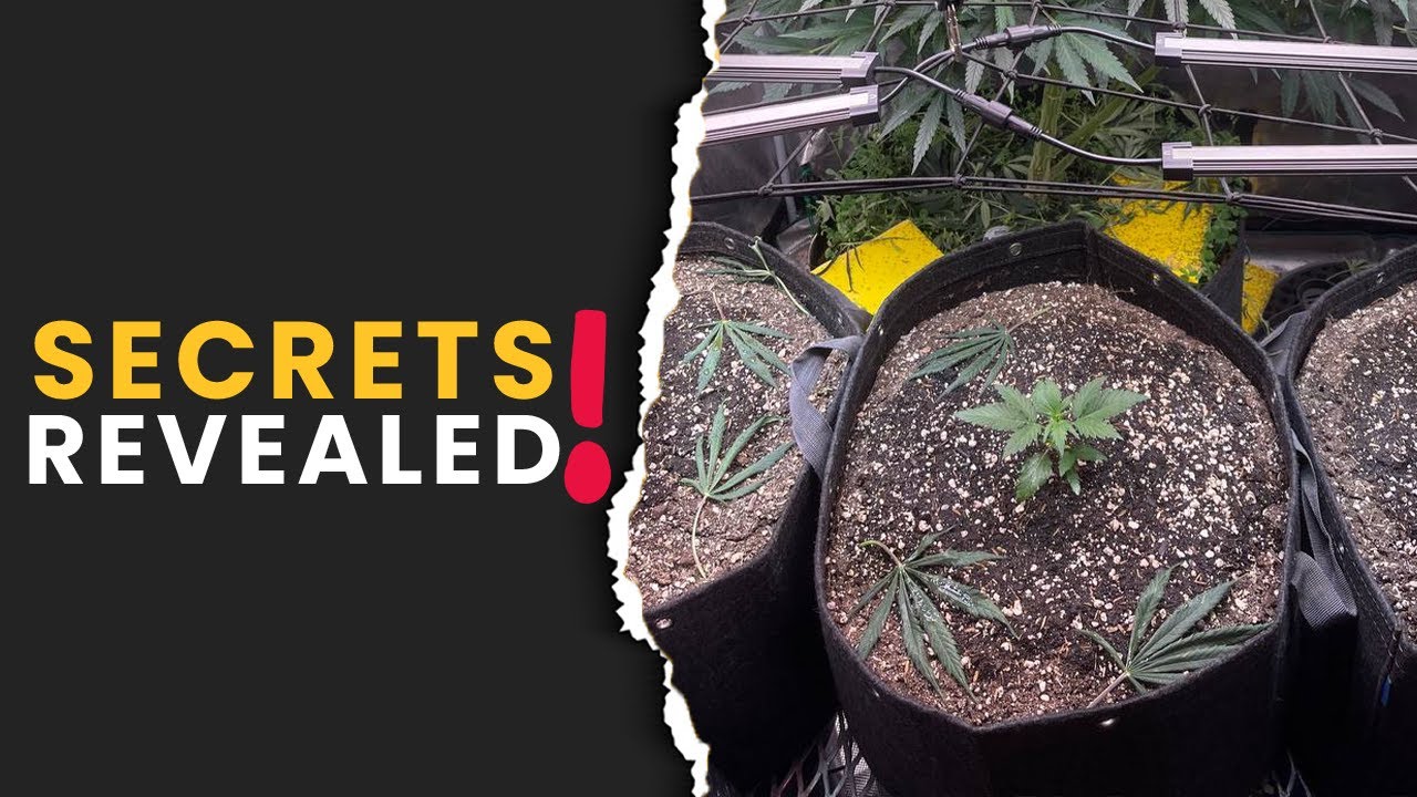 How to Start 'Seeds & Clones' in Large Pots?