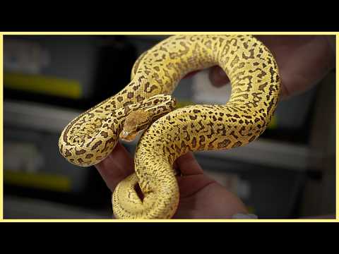 LIVE Clutch Cutting & NEW Combo Reveal!