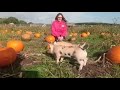 Piglets Adventure Farm. 9th october 2019
