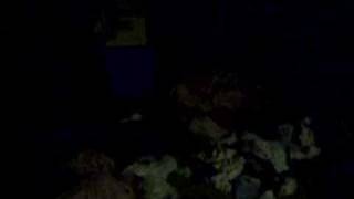 disgusting basement of 68