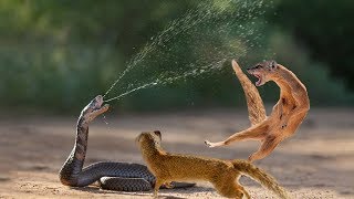 Snake King Cobra Vs Mongoose Real Fight Big Battle In The Desert | Most Amazing Attack of Animals