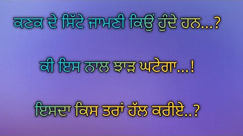 ਕਣਕ ਦੇ ਸਿੱਟੇ ਜਾਮਣੀ ਕਿਉਂ ਹੋ ਜਾਂਦੇ ਹਨ..?#wheat#agriculture#agricultureadvice#farming