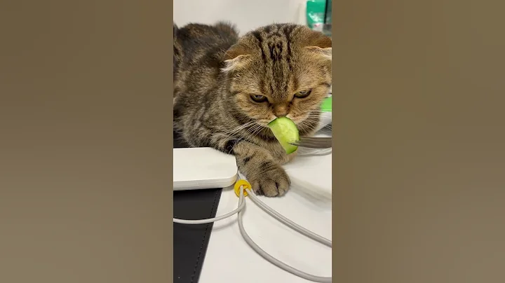 Video 8221301: fold cat scottishfold, funny scottish fold cat, cats scottishfold funny pets, pets funny cats cucumber