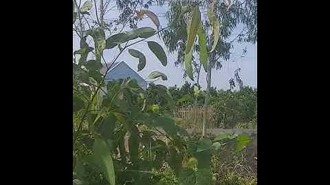 Bán đất gần khu công nghiệp long giang _tiền giang 0915485898 dtđ 30.000m2