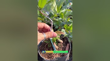 cúc hoa hồng thanh tú 0397142252 hoặc 0947873959