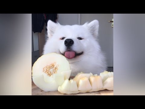 ASMR Dog Eating Crunchy Honeydew Melon I MAYASMR
