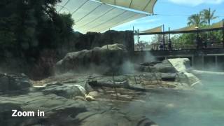 Zzzzz Sleeping Polar Bear @ Sea World Australia