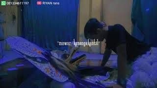 stori wa jaranan 30 detik